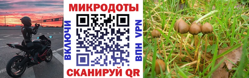 Псилоцибиновые грибы Psilocybe Купить закладки Нолинск